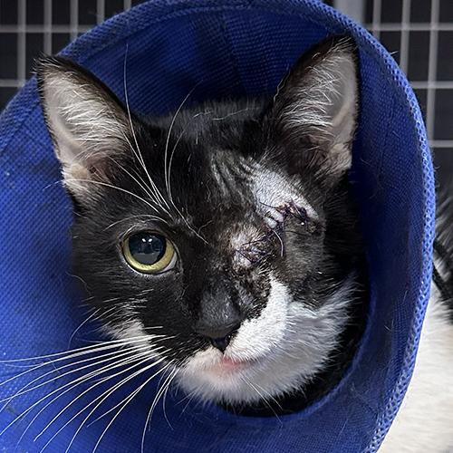 Cookie, adopted, Adult Male Domestic Short Hair.