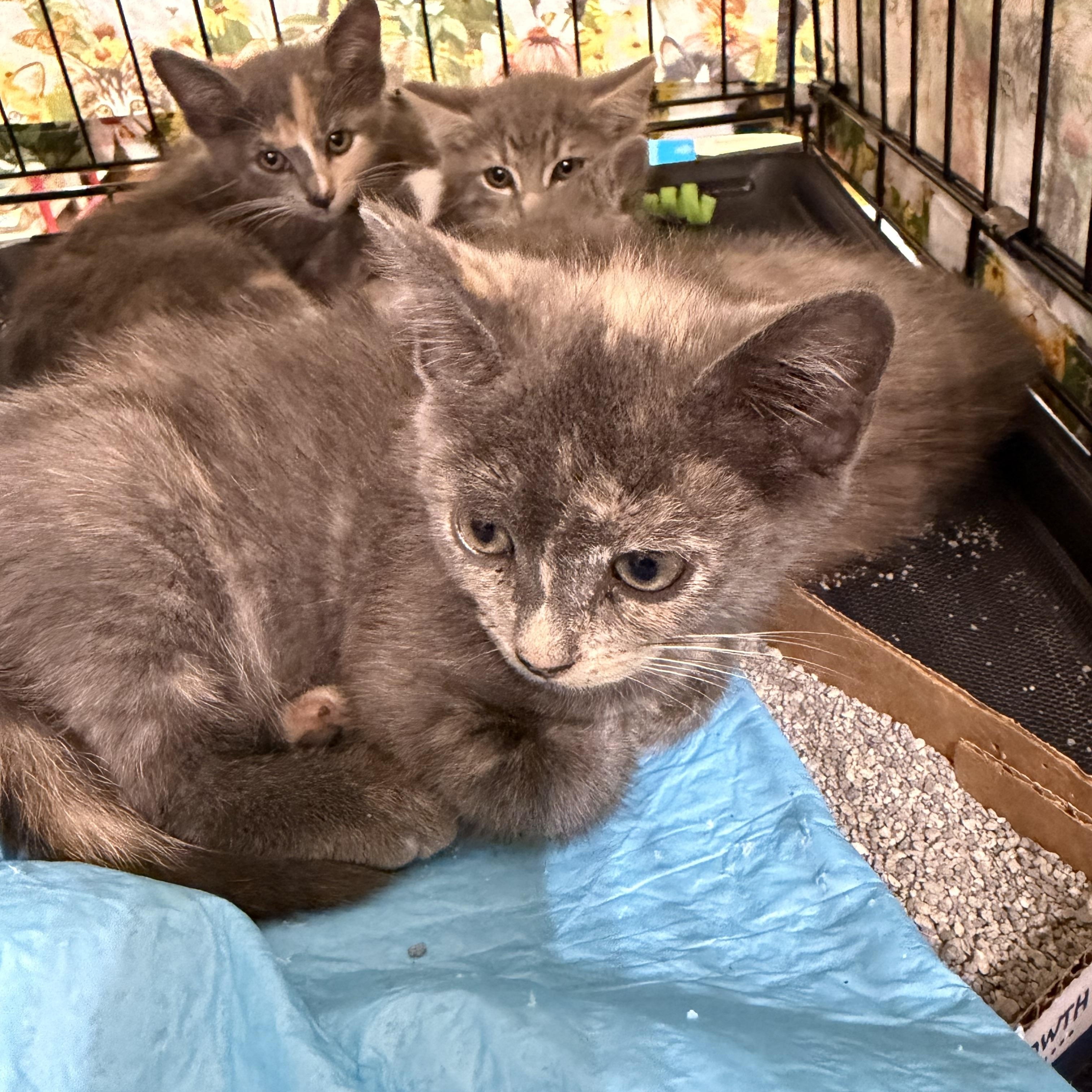 Caramel, a ADOPTABLE Dilute Tortoiseshell in Bridgeton, NC image 1/2