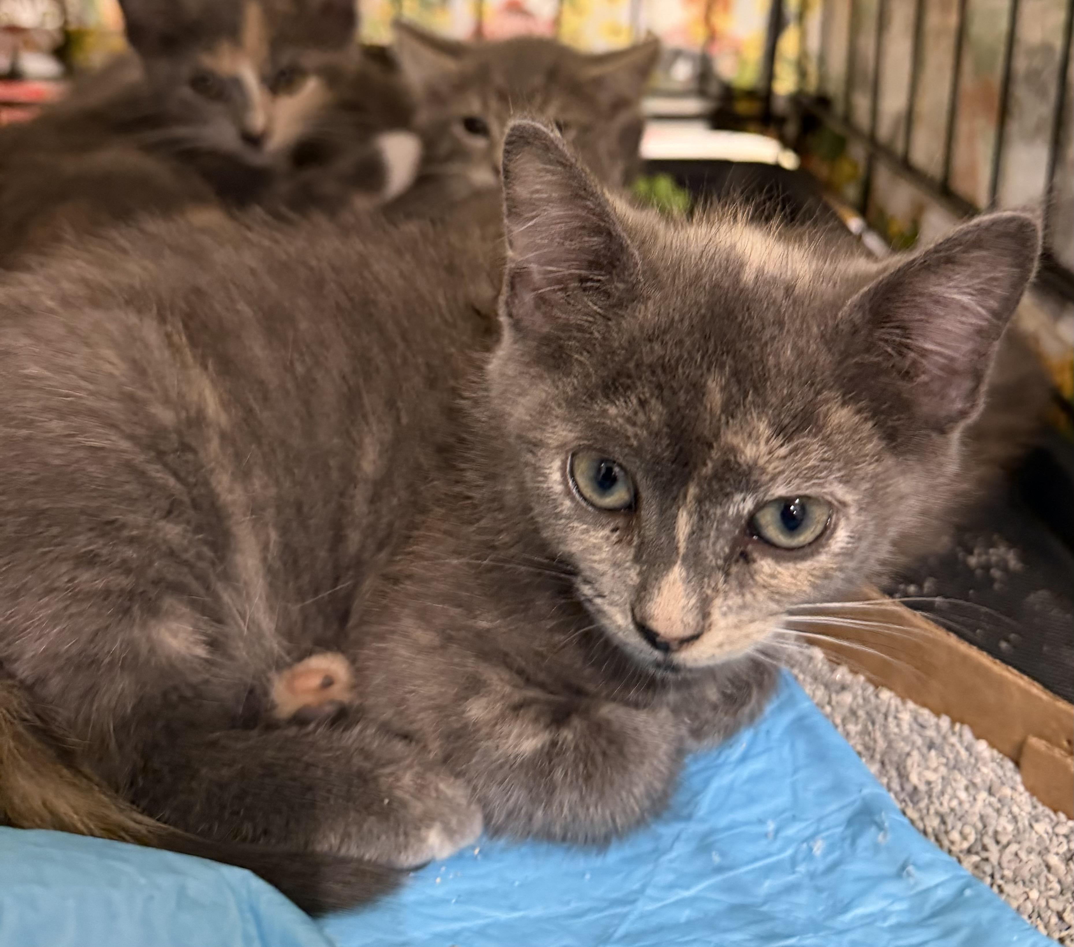 Caramel, a ADOPTABLE Dilute Tortoiseshell in Bridgeton, NC image 2/2