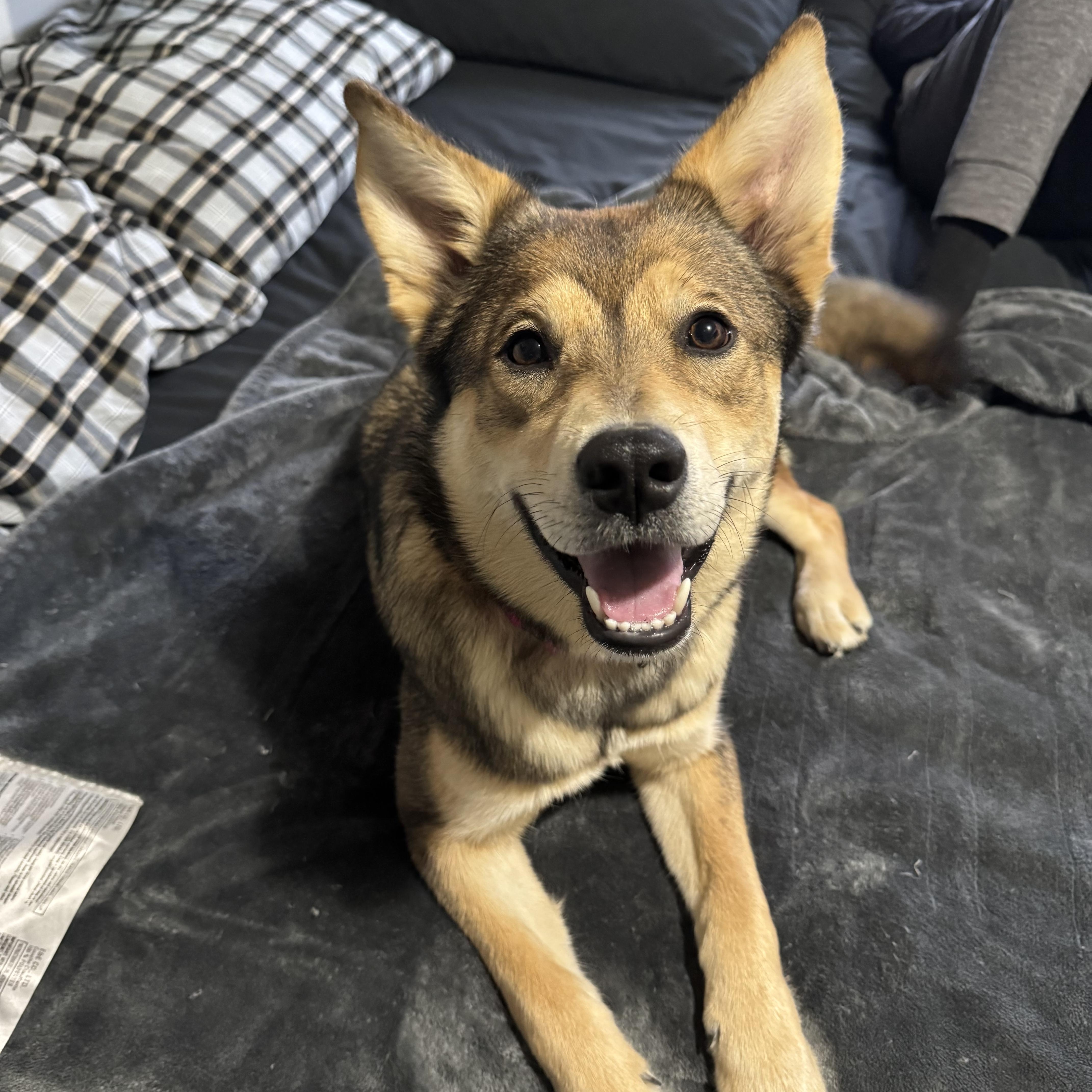 Enlarge Naya, an adopted mixed breed in Carr, CO image 5/5