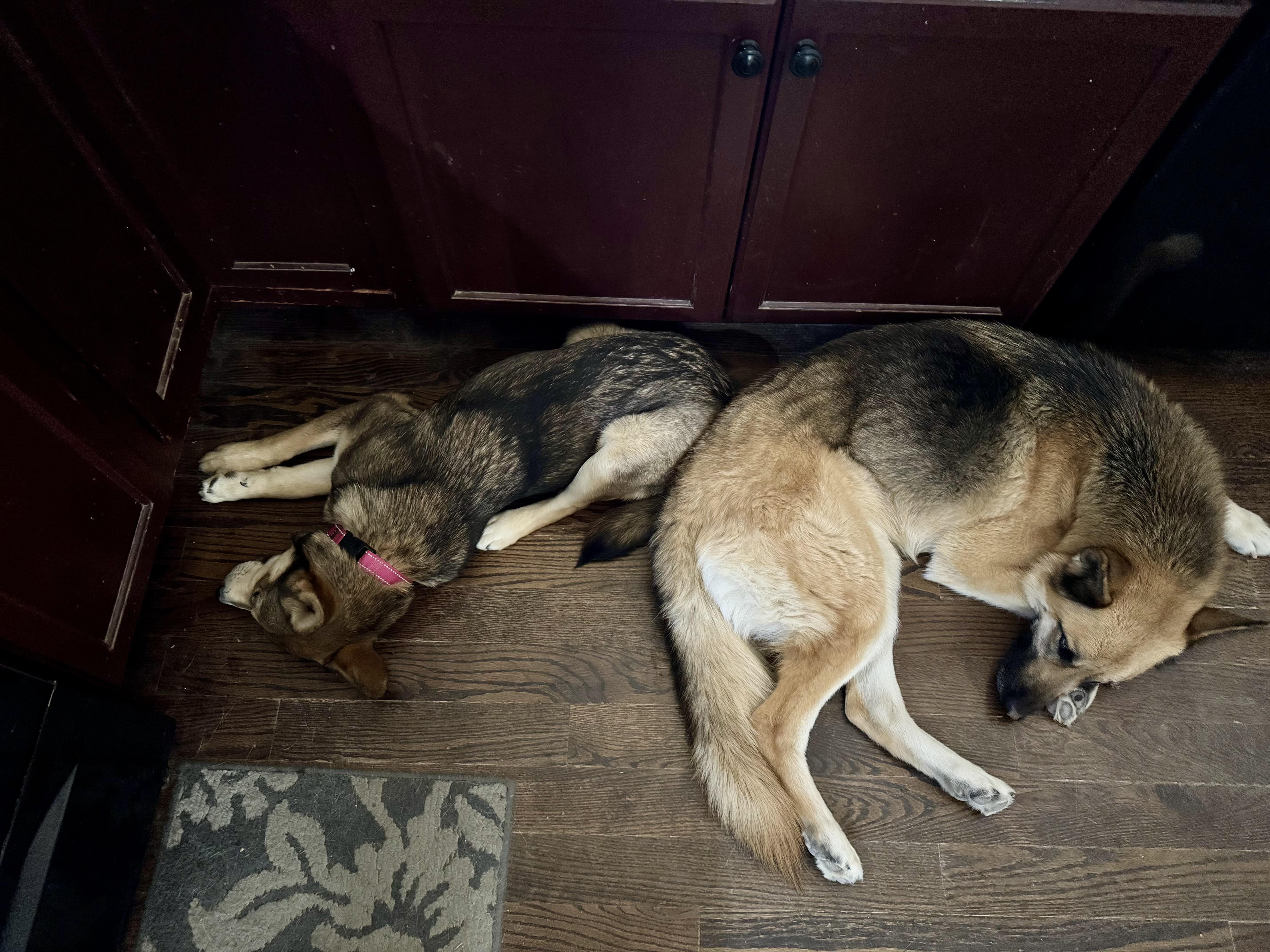 Enlarge Naya, an adopted mixed breed in Carr, CO image 2/5