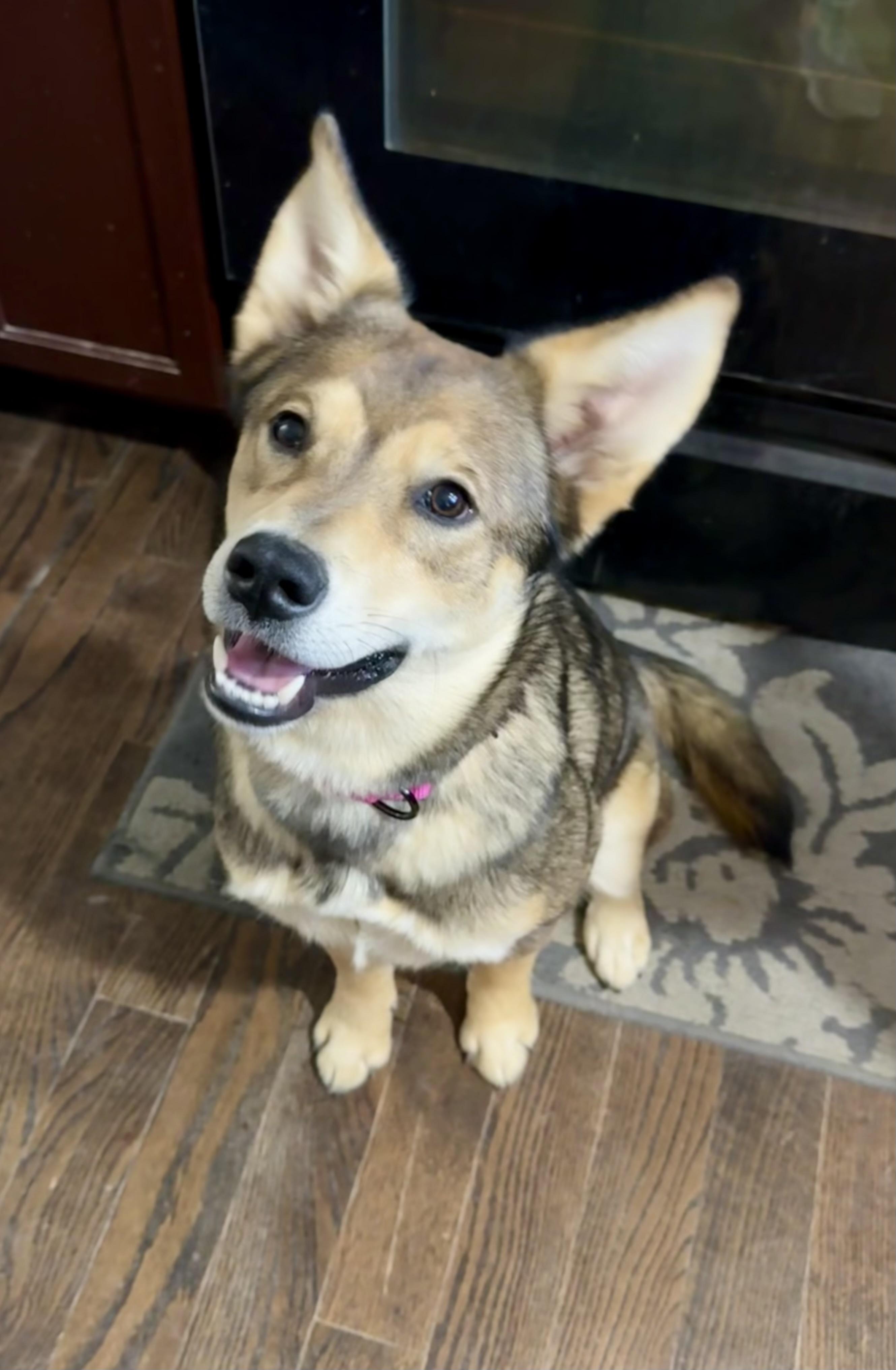 Naya, adopted, Young Female German Shepherd Dog.