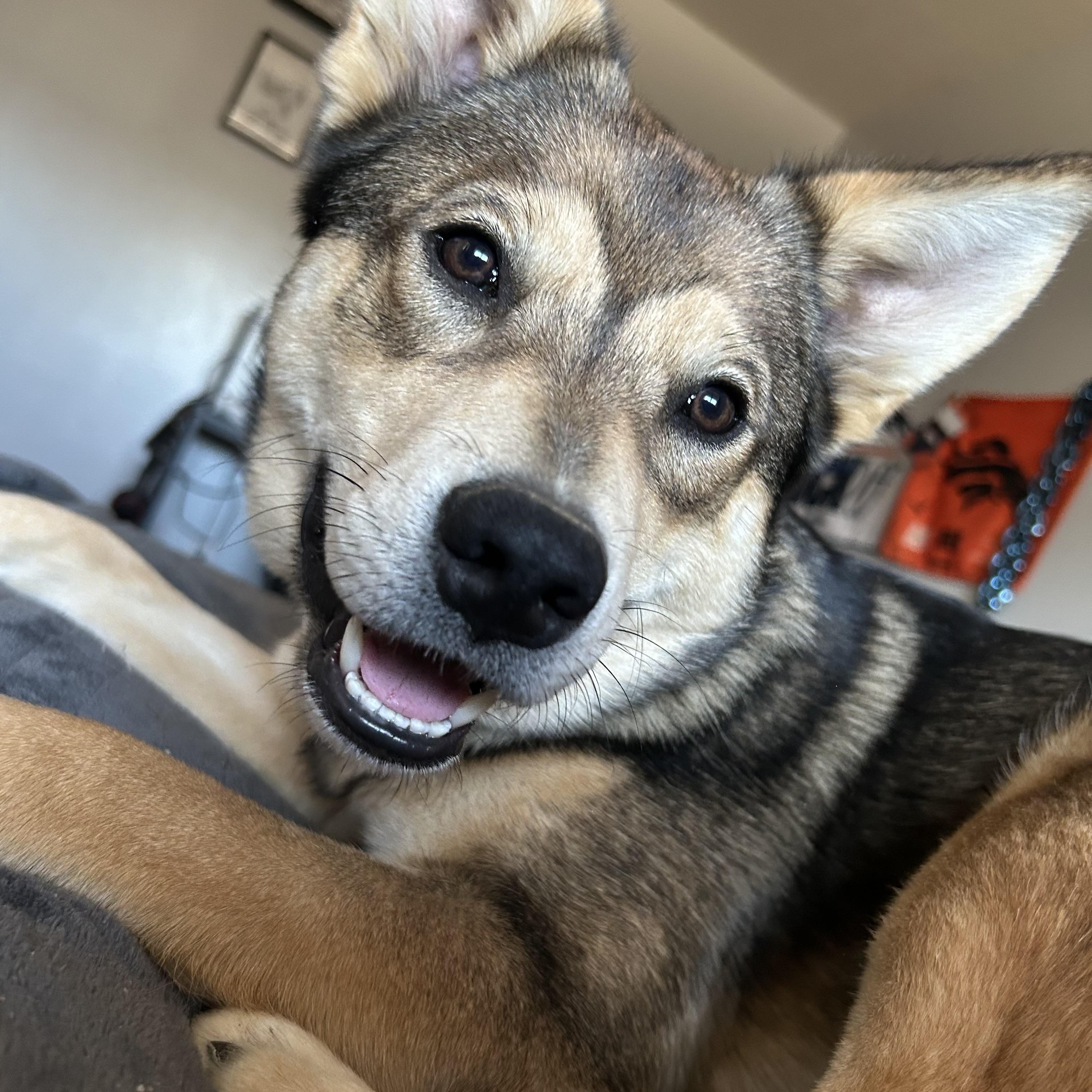 Enlarge Naya, an adopted mixed breed in Carr, CO image 4/5