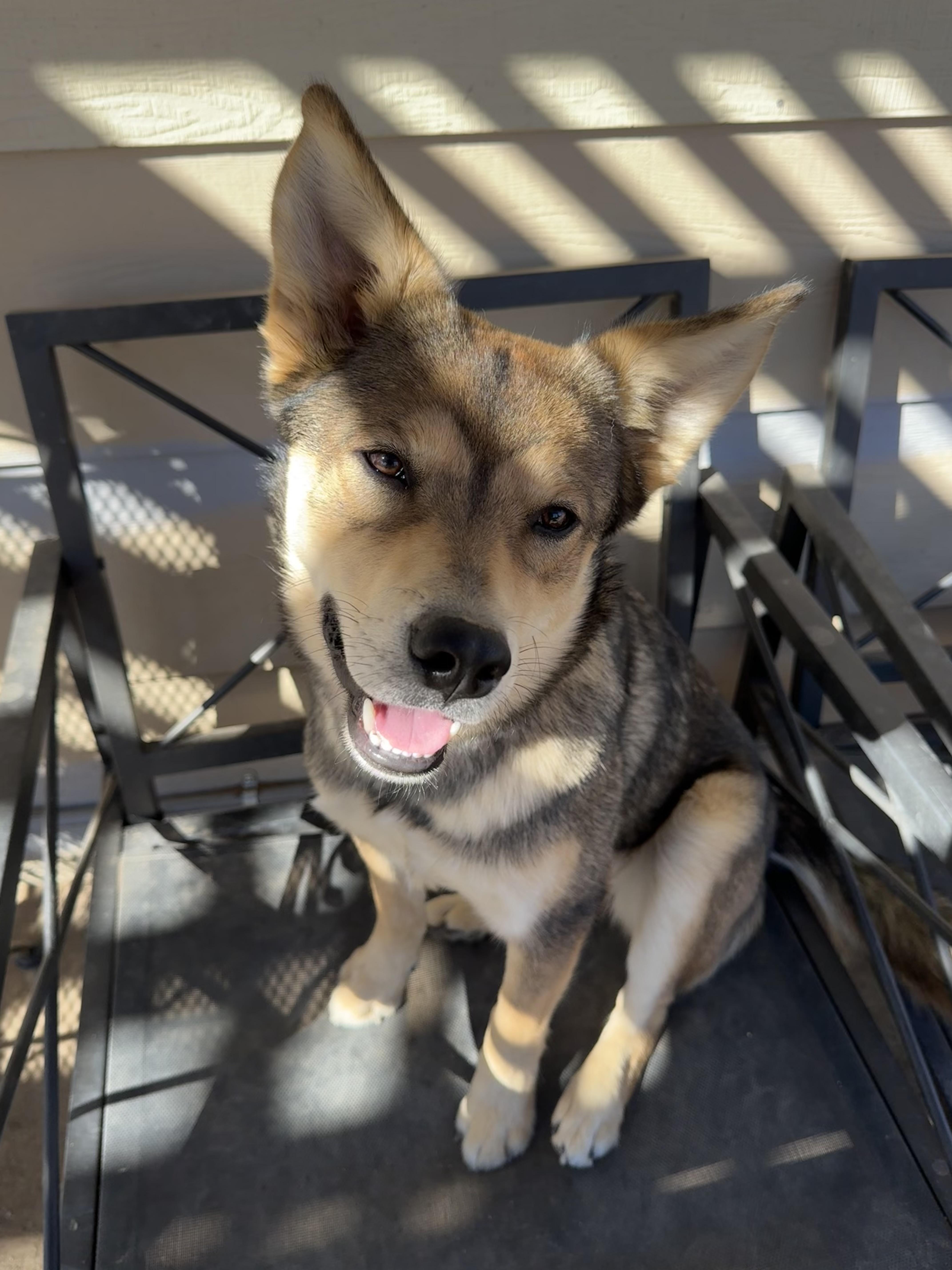 Enlarge Naya, an adopted mixed breed in Carr, CO image 3/5