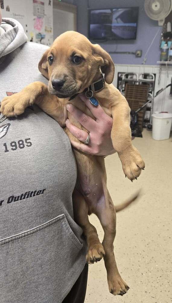 Enlarge Sampson, a Adoptable Hound in Waverly, OH image 1/1