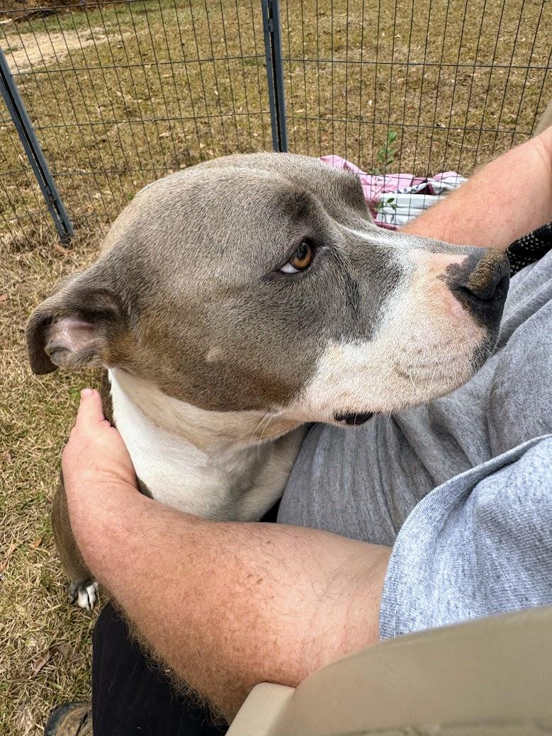 MAGNOLIA AKA NOLIE-Transport available to VT, CT, and PA