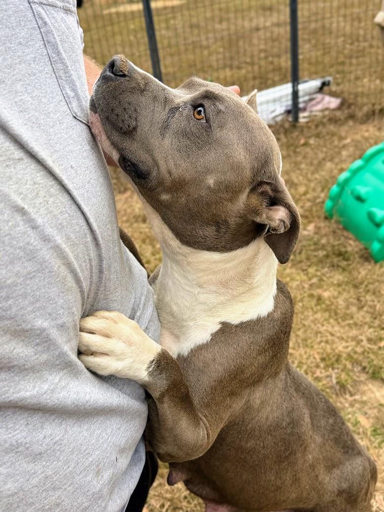 MAGNOLIA AKA NOLIE-Transport available to VT, CT, and PA — thumbnail 5