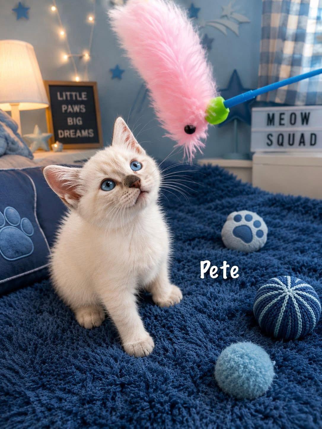 Pete, Adopted, Kitten Male Siamese.