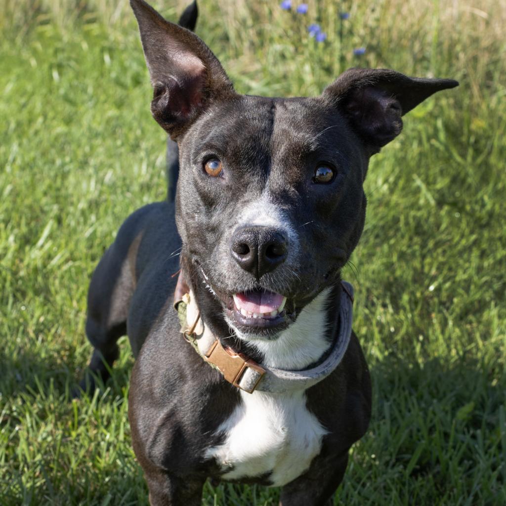 Autumn, a Adoptable mixed breed in Bealeton, VA image 1/6