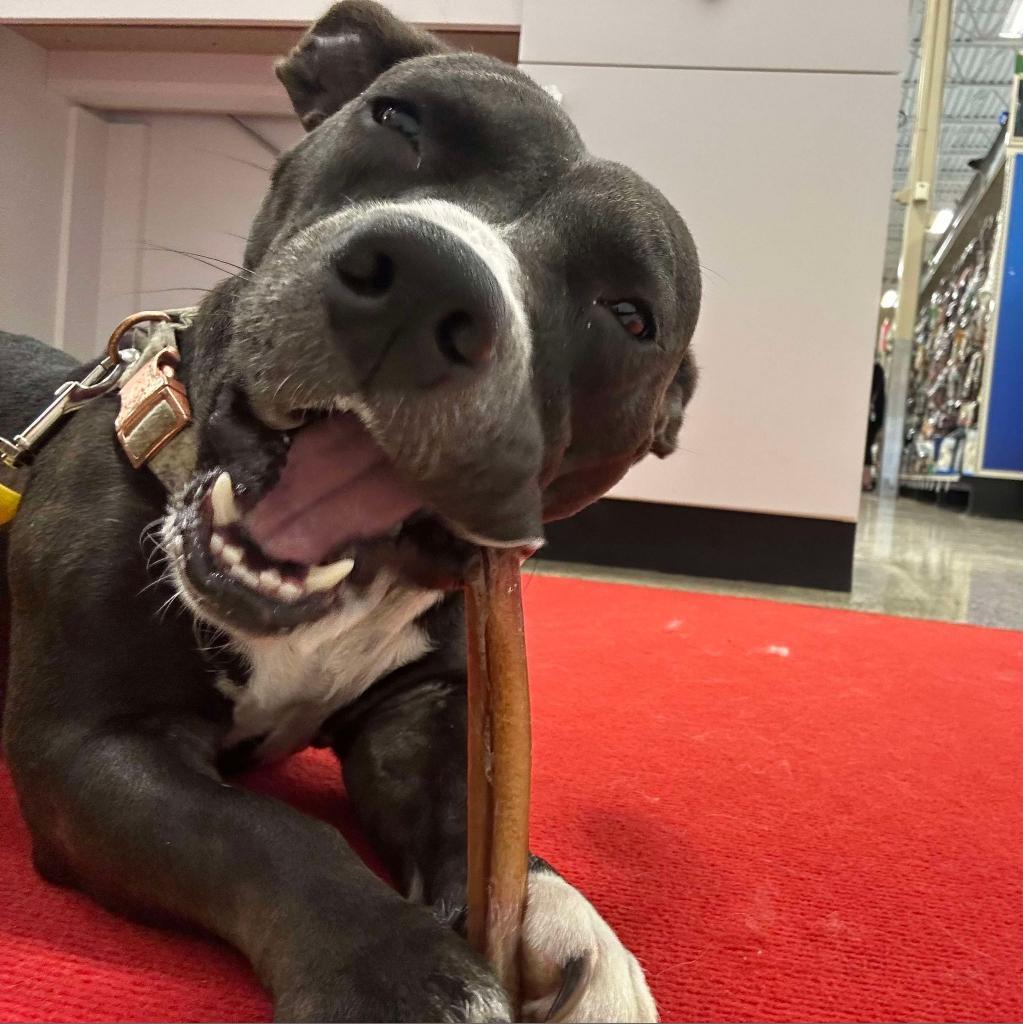 Autumn, a Adoptable mixed breed in Bealeton, VA image 4/6