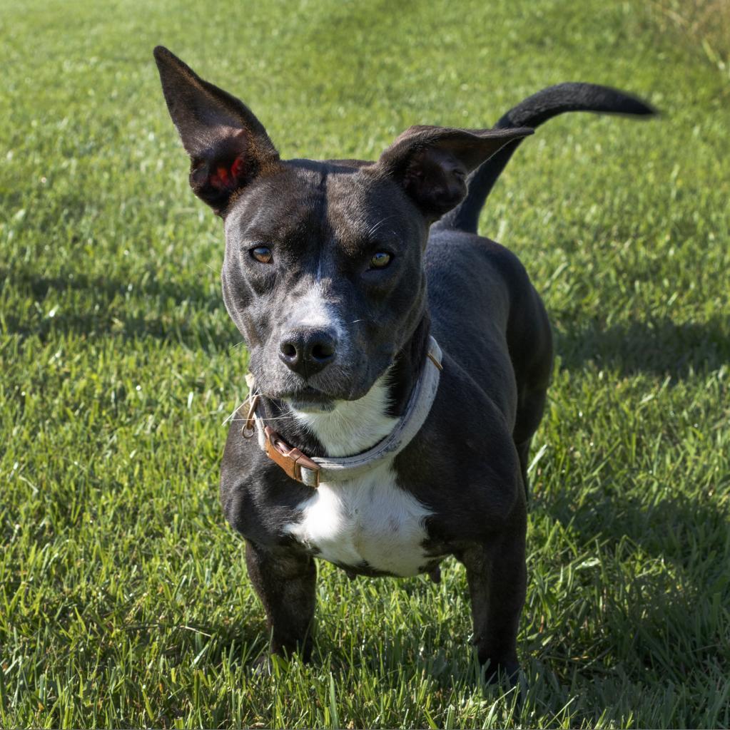 Enlarge Autumn, a Adoptable mixed breed in Bealeton, VA image 6/6