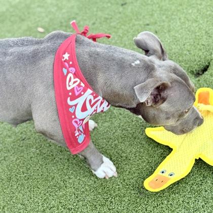 Blue, Adoptable, Adult Female Mixed Breed & Mixed Breed.