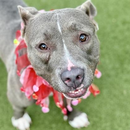 Blue, Adoptable, Adult Female Mixed Breed & Mixed Breed.