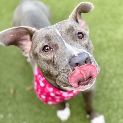 Blue, Adoptable, Adult Female Mixed Breed & Mixed Breed.