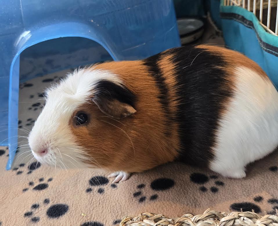 Stanley, ADOPTABLE, Adult Male Guinea Pig.