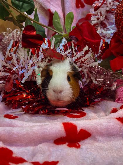 Enlarge Stanley, a ADOPTABLE Guinea Pig in Bellingham, WA image 5/5