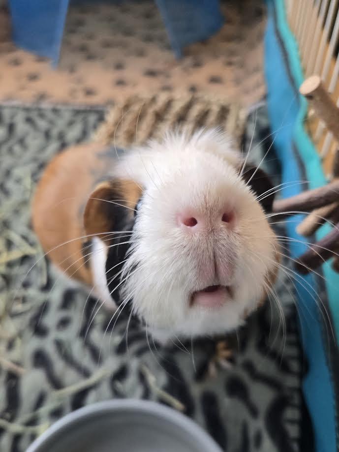 Enlarge Stanley, a ADOPTABLE Guinea Pig in Bellingham, WA image 2/5