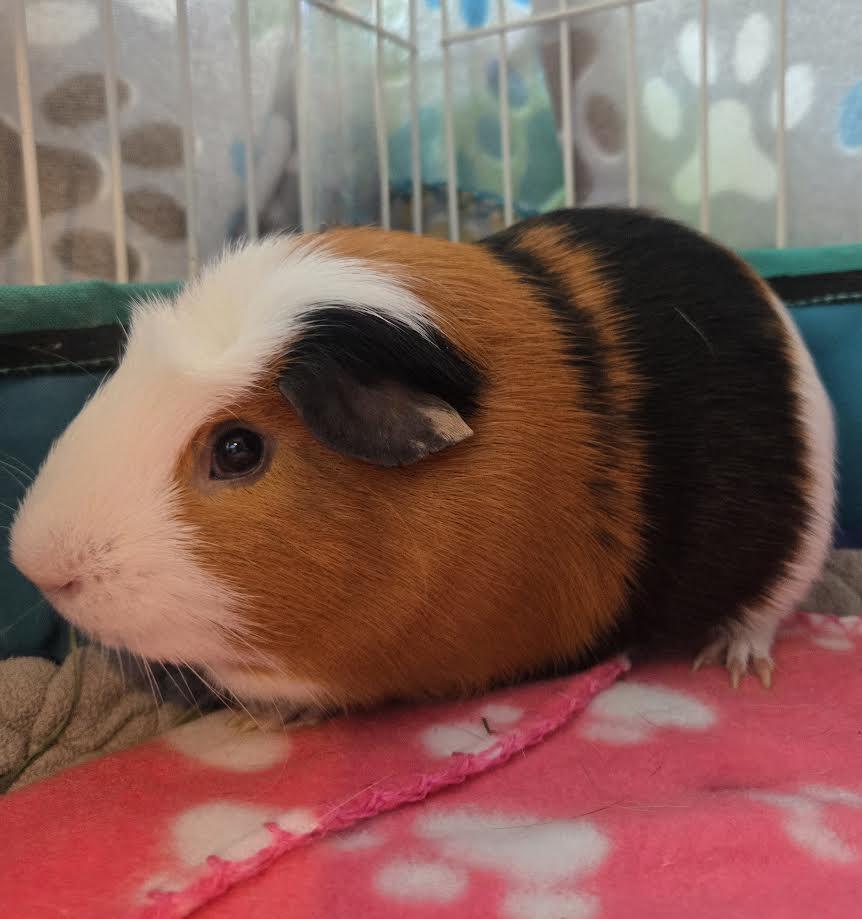 Enlarge Stanley, a ADOPTABLE Guinea Pig in Bellingham, WA image 4/5