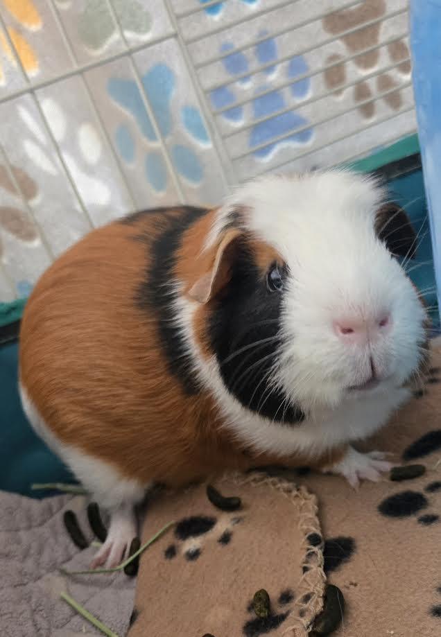 Enlarge Stanley, a ADOPTABLE Guinea Pig in Bellingham, WA image 3/5
