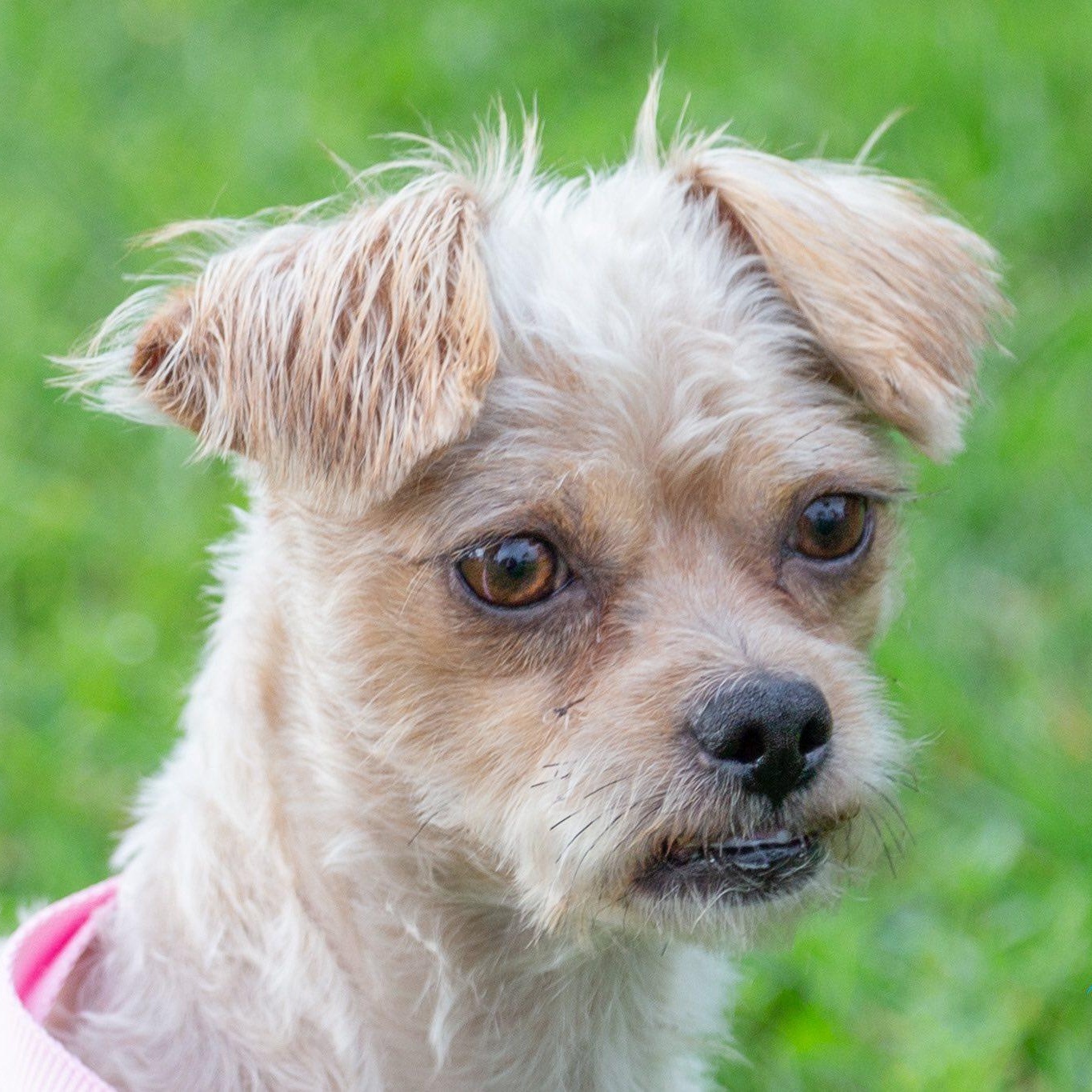 Enzo, a Adoptable mixed breed in Cape Coral, FL image 4/6