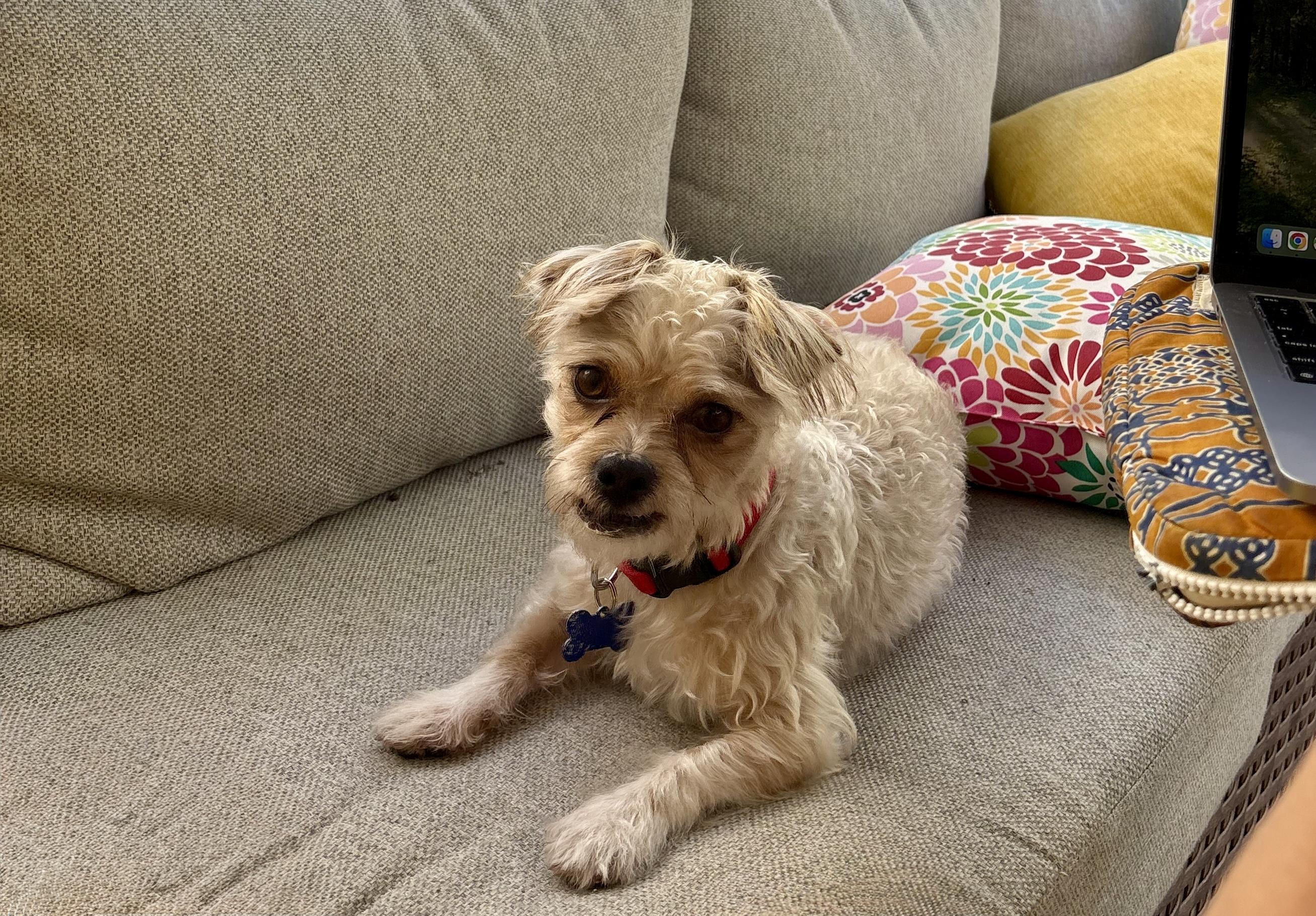 Enzo, a Adoptable mixed breed in Cape Coral, FL image 3/6