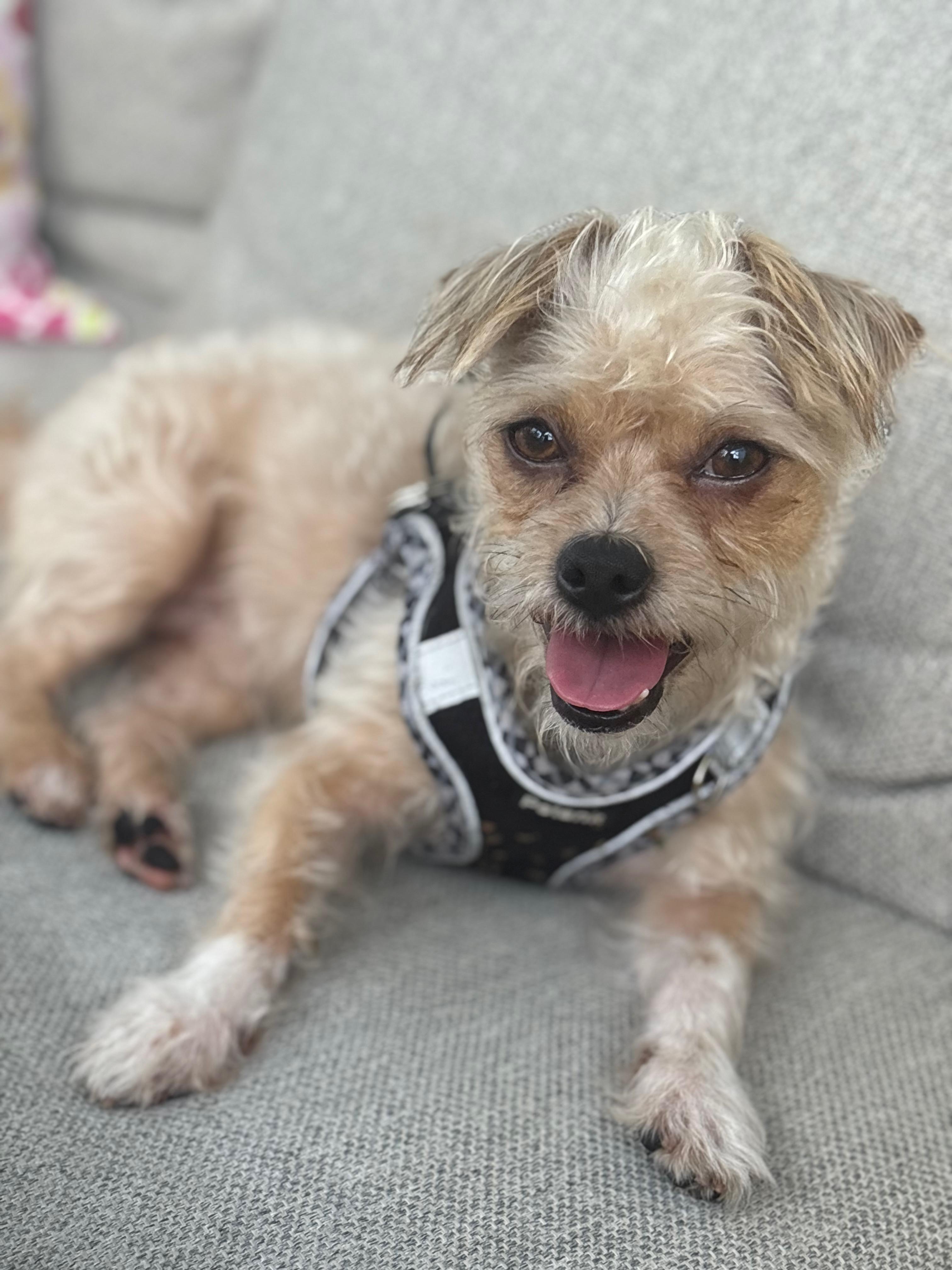 Enzo, a Adoptable mixed breed in Cape Coral, FL image 1/6