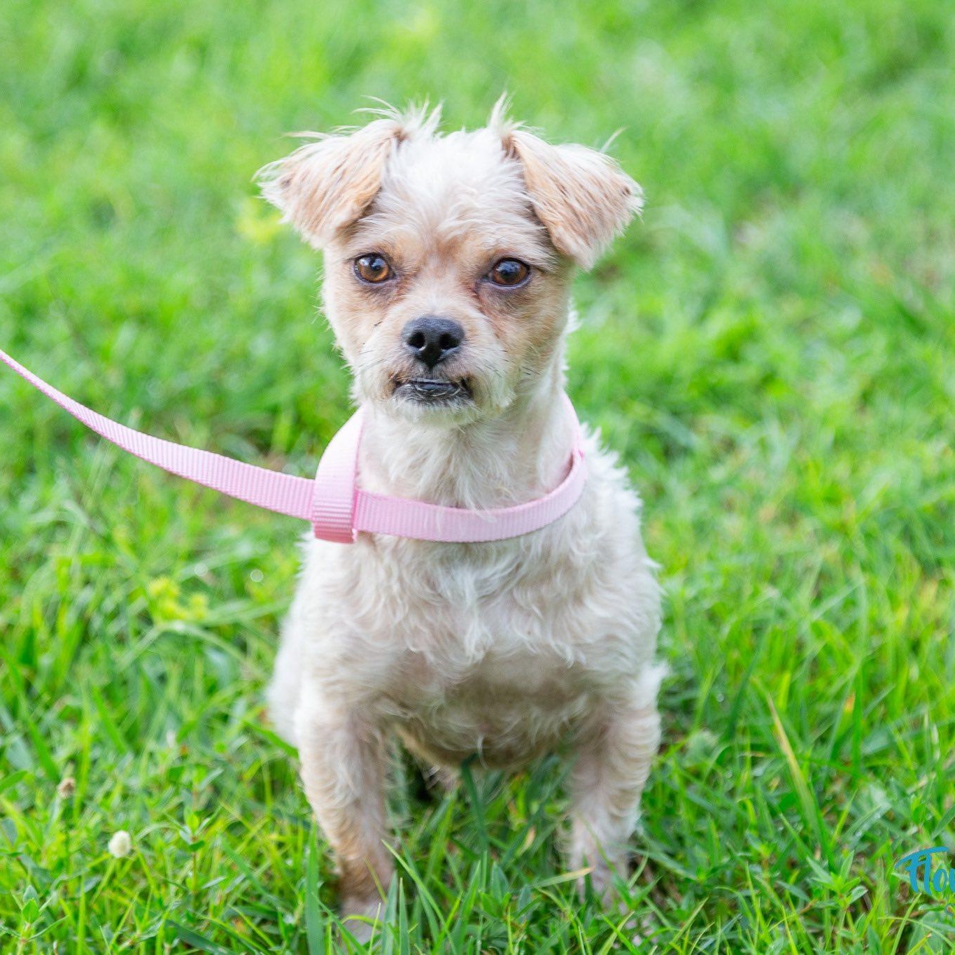 Enzo, a Adoptable mixed breed in Cape Coral, FL image 5/6