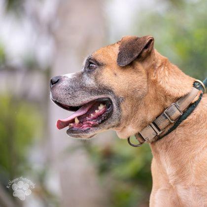 Enlarge Cleatus, a Adoptable mixed breed in Honolulu, HI image 1/2