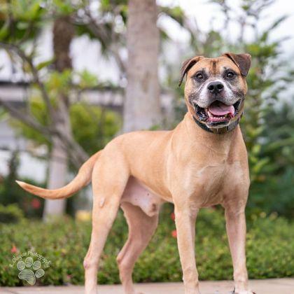 Enlarge Cleatus, a Adoptable mixed breed in Honolulu, HI image 2/2