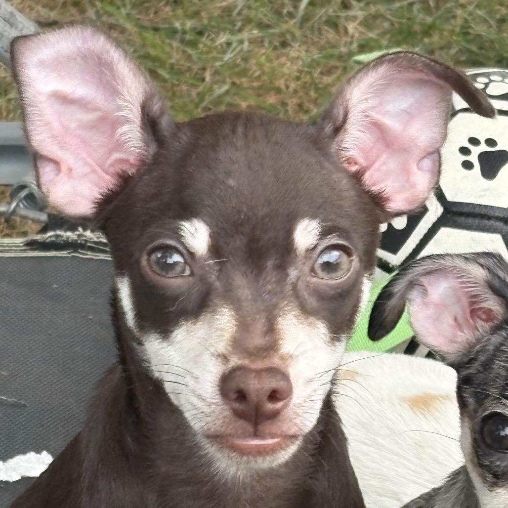 Bourbon, Adoptable, Puppy Male Chihuahua.