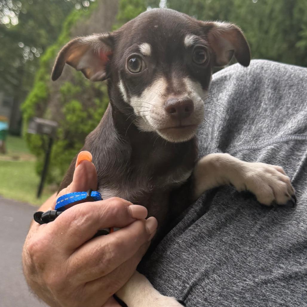 Enlarge Bourbon, a Adoptable Chihuahua in Hudson, IL image 2/4