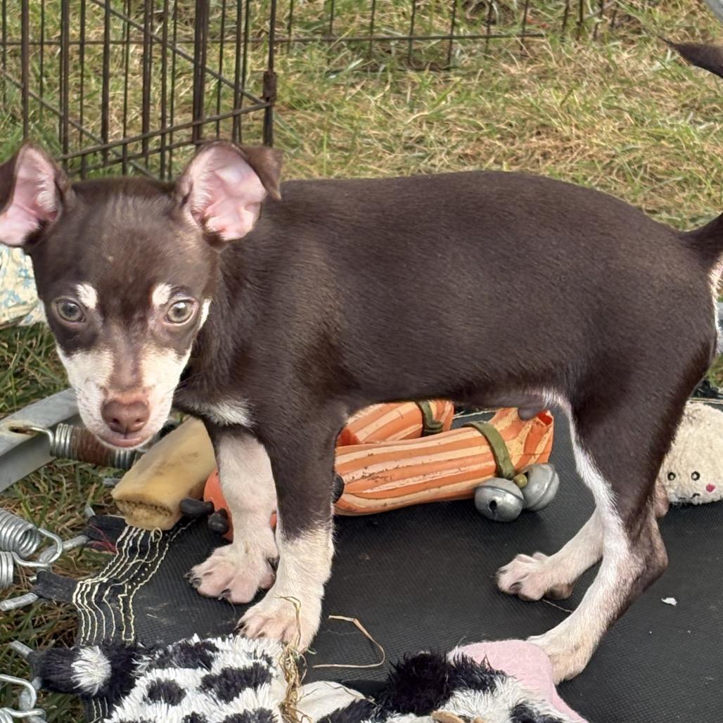 Enlarge Bourbon, a Adoptable Chihuahua in Hudson, IL image 3/4