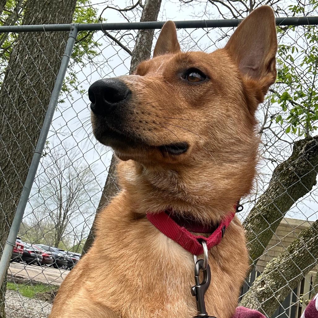 Peter, Adoptable, Adult Male Cattle Dog & Mixed Breed.