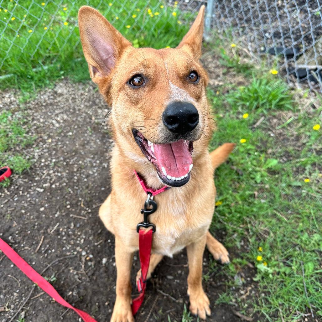 Enlarge Peter, a Adoptable mixed breed in Columbia Station, OH image 2/6