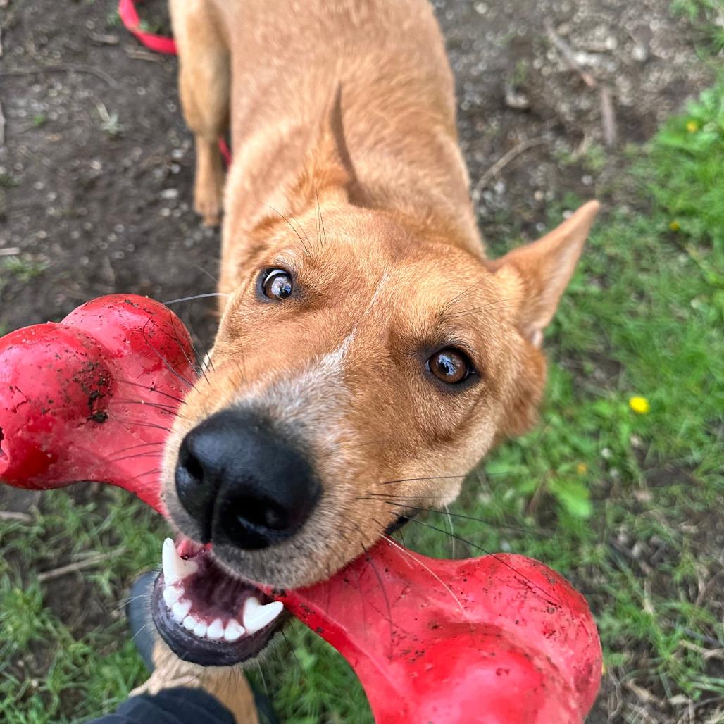 Enlarge Peter, a Adoptable mixed breed in Columbia Station, OH image 3/6