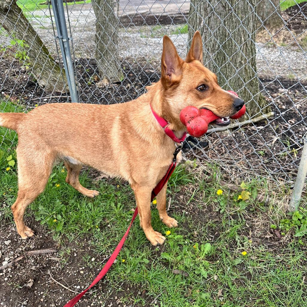 Enlarge Peter, a Adoptable mixed breed in Columbia Station, OH image 4/6