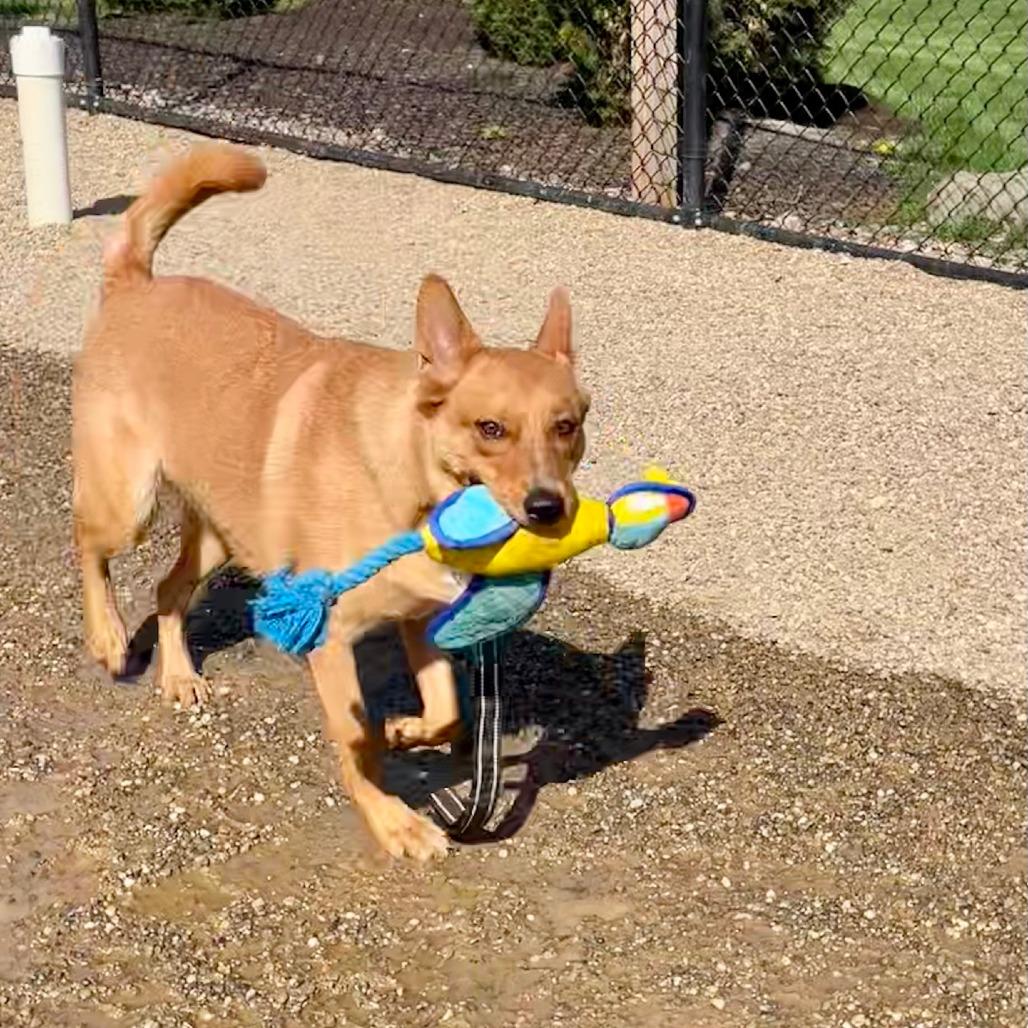 Enlarge Peter, a Adoptable mixed breed in Columbia Station, OH image 5/6