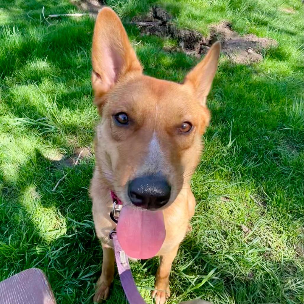 Enlarge Peter, a Adoptable mixed breed in Columbia Station, OH image 6/6