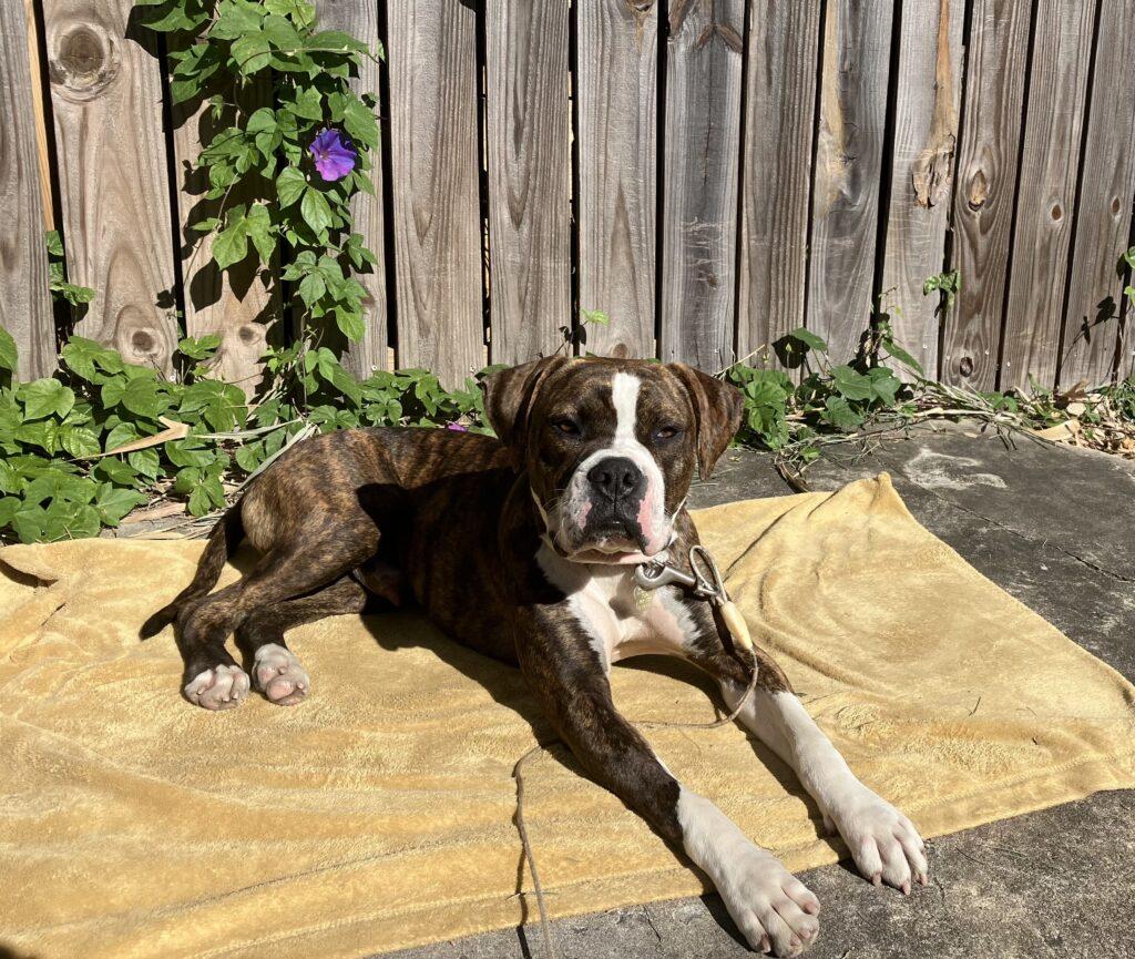 Bubba III, Adoptable, Young Male Boxer.