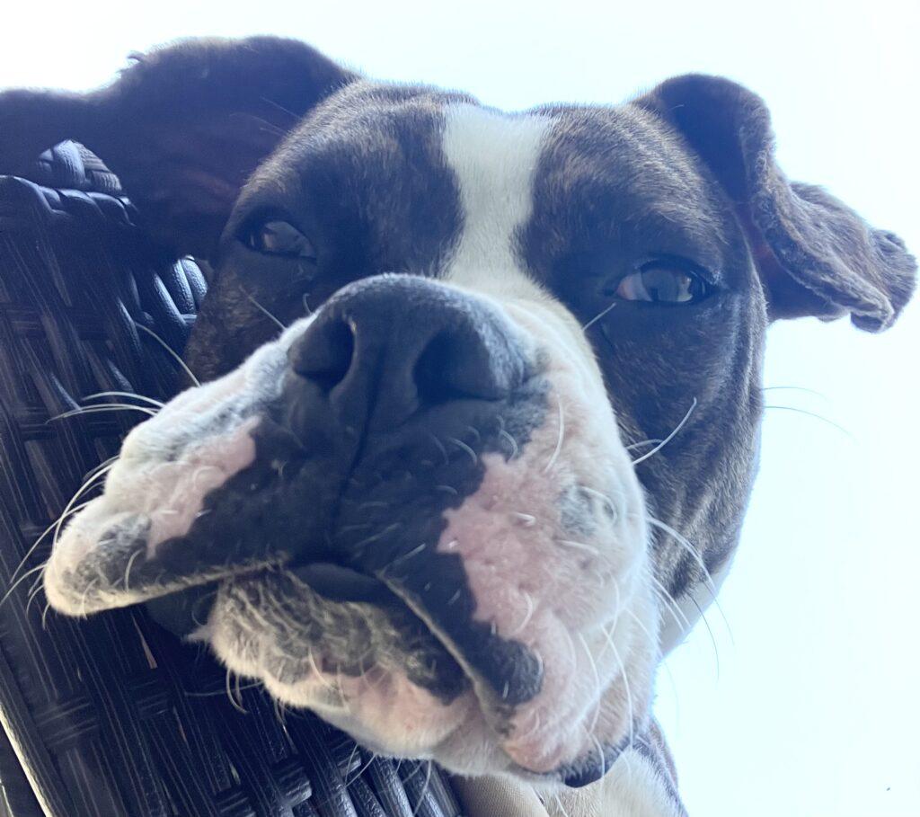 Enlarge Bubba III, a Adoptable Boxer in Monticello, NY image 2/3