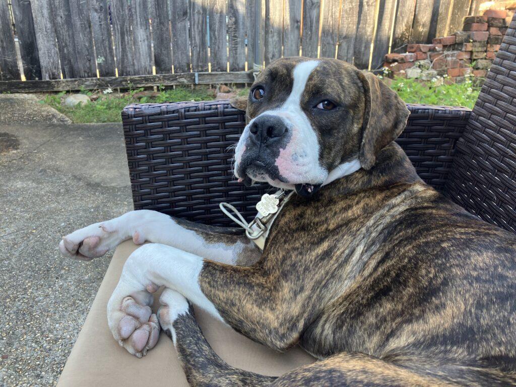 Enlarge Bubba III, a Adoptable Boxer in Monticello, NY image 3/3