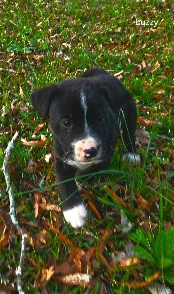 Enlarge Buzzy, a Adoptable mixed breed in Fond Du Lac, WI image 1/5