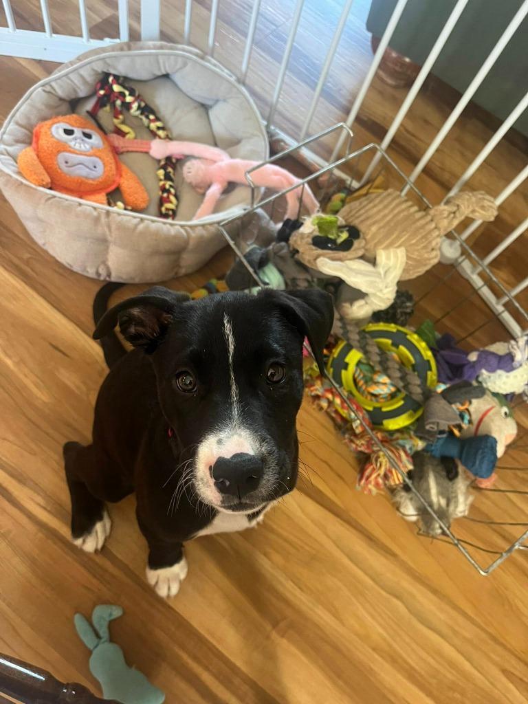 Enlarge Buzzy, a Adoptable mixed breed in Fond Du Lac, WI image 2/5