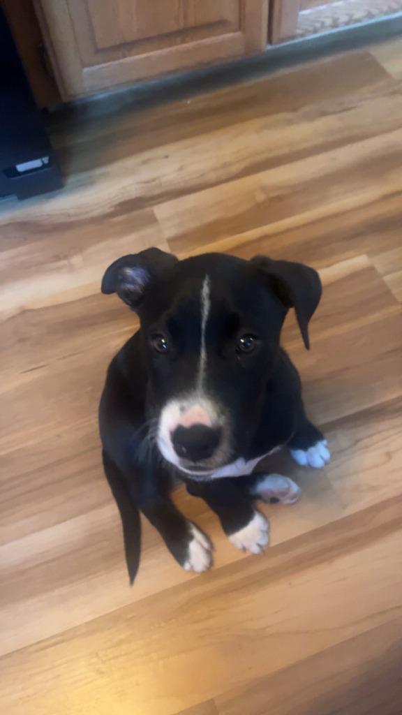 Enlarge Buzzy, a Adoptable mixed breed in Fond Du Lac, WI image 3/5