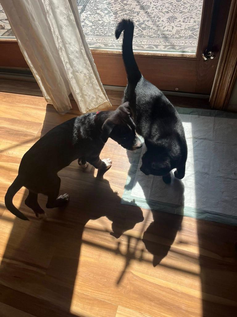 Enlarge Buzzy, a Adoptable mixed breed in Fond Du Lac, WI image 4/5