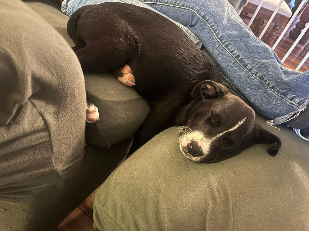 Enlarge Buzzy, a Adoptable mixed breed in Fond Du Lac, WI image 5/5