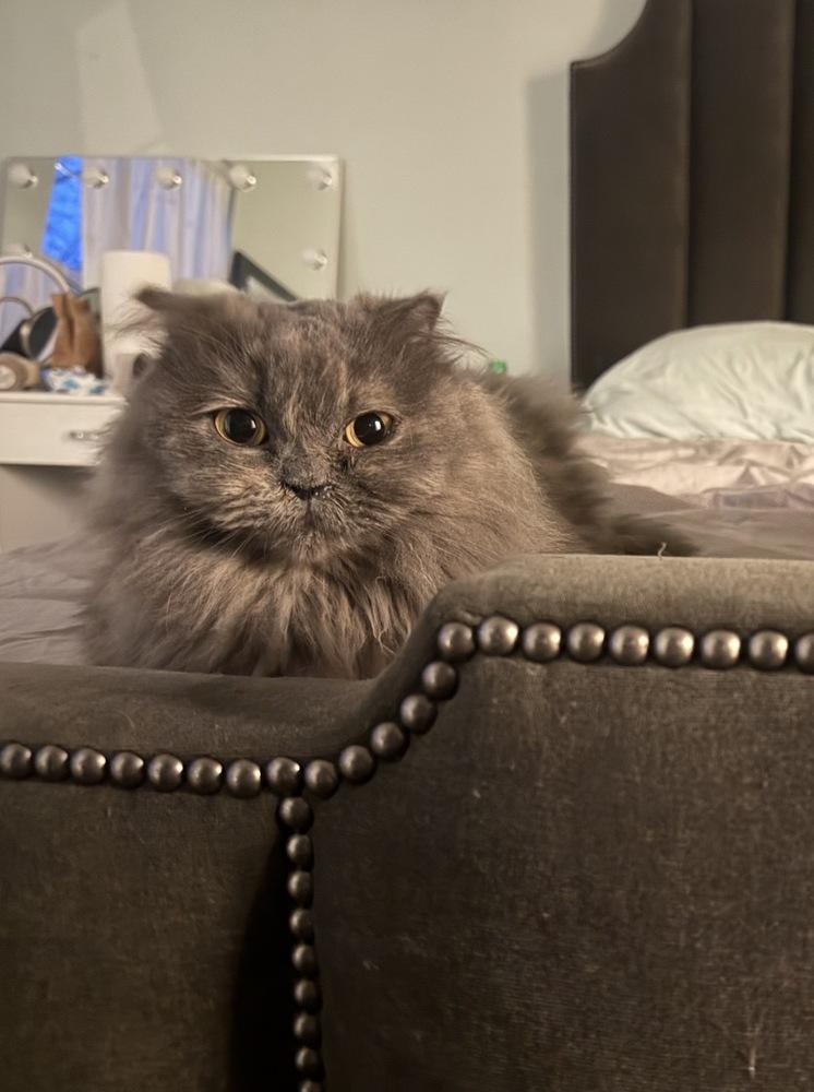 TaTa, Adoptable, Young Female Scottish Fold & Persian.