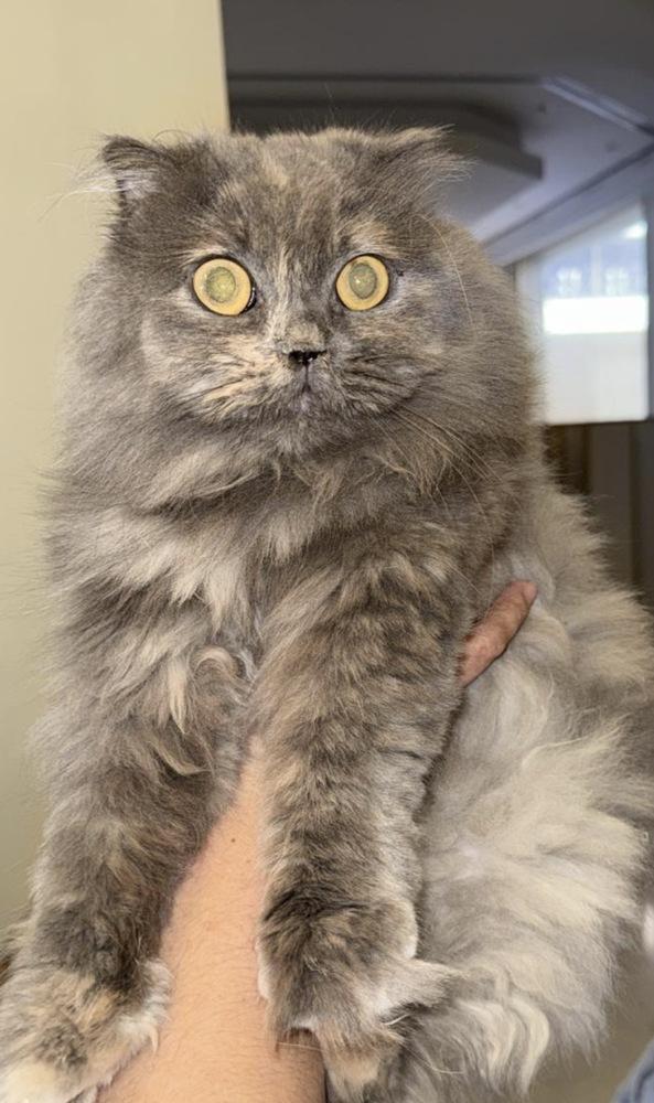 TaTa, a Adoptable mixed breed in Vienna , VA image 2/2