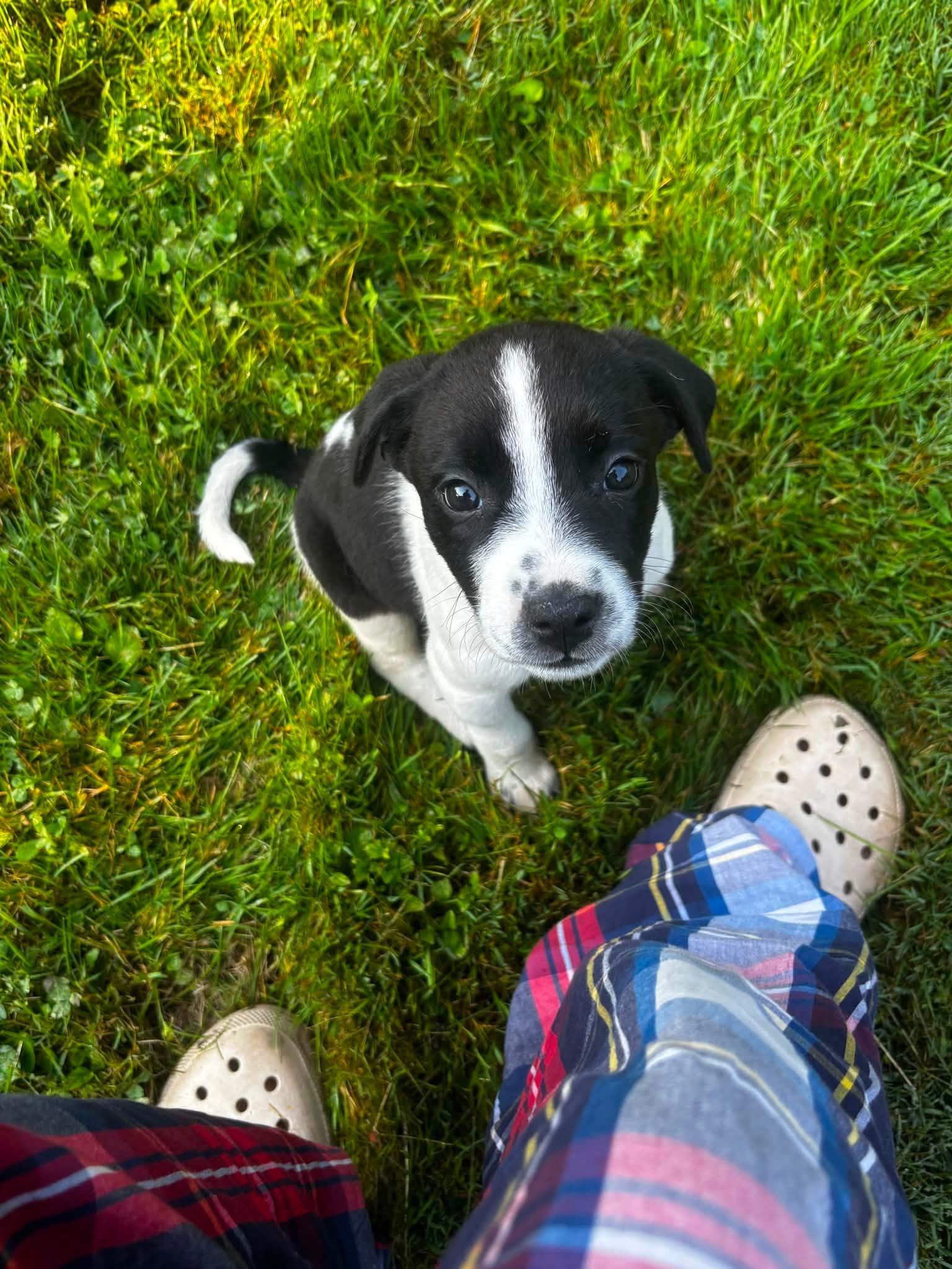 Enlarge Ophelia, an adopted Mixed Breed in Woodstock, ON image 2/5
