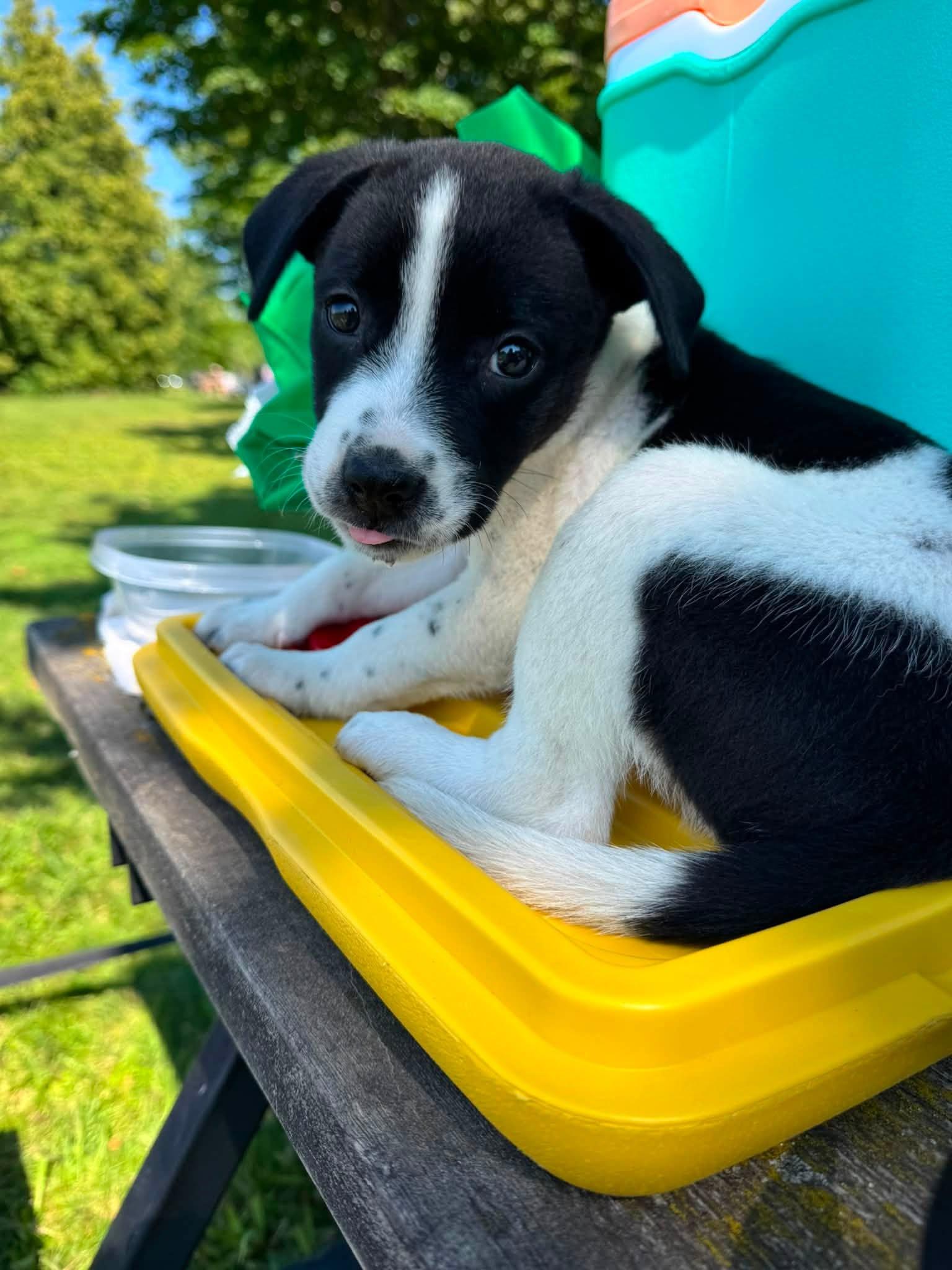 Ophelia, adopted, Puppy Female Mixed Breed.
